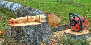 Best Tree Risk Assessment  in Manassas, VA